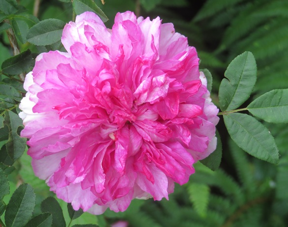 Spring blooms along the Chemin de St Jacques in France