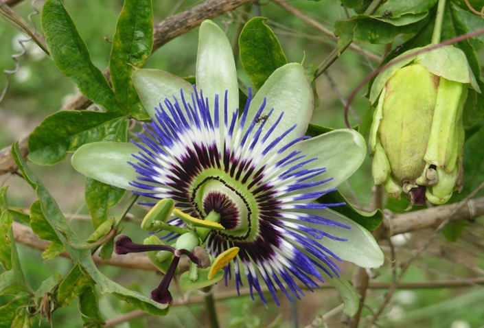 Spring blooms along the Chemin de St Jacques in France