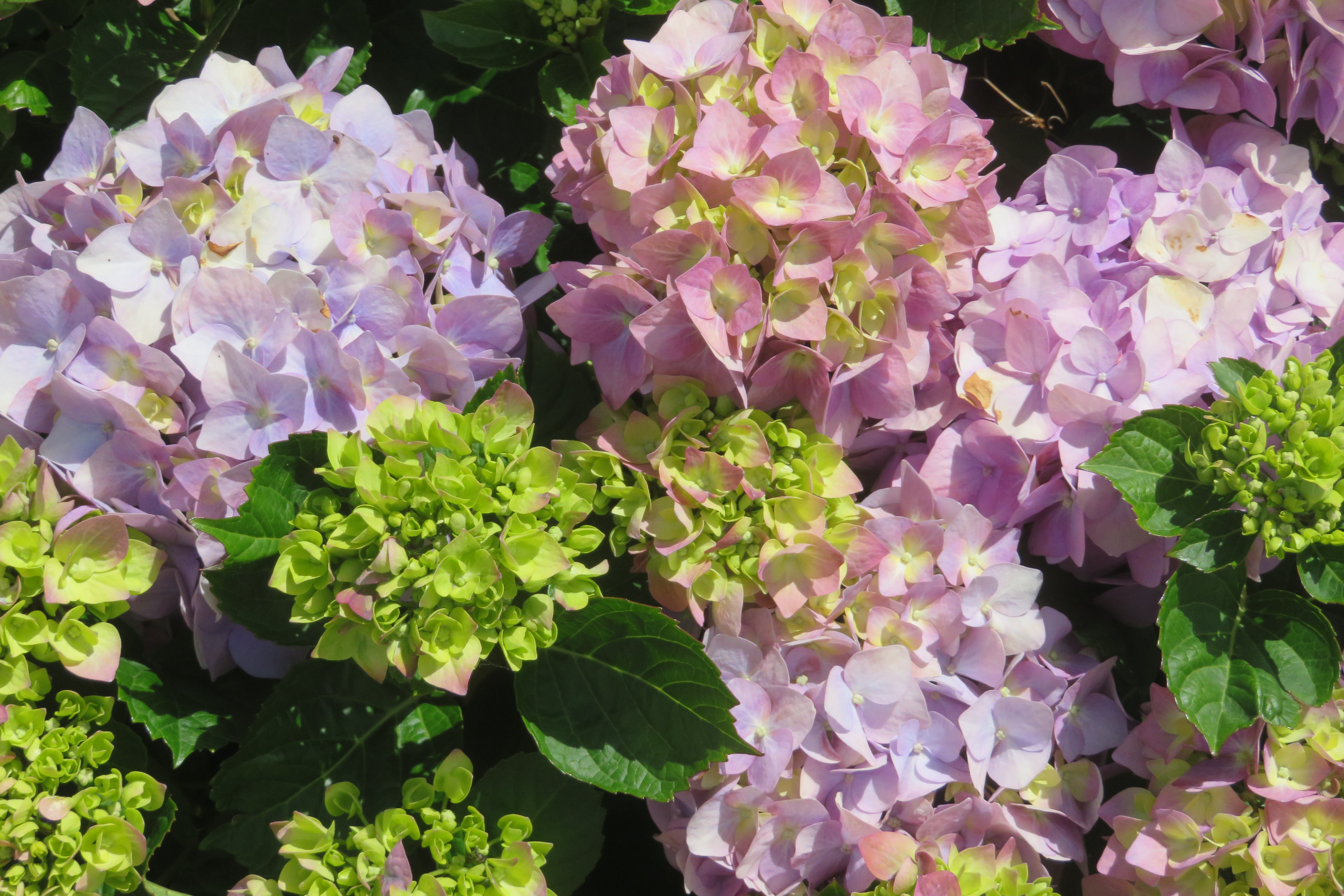 Spring blooms along the Chemin de St Jacques in France