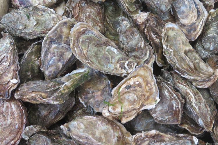 Bayonne's Farmers market, southern France