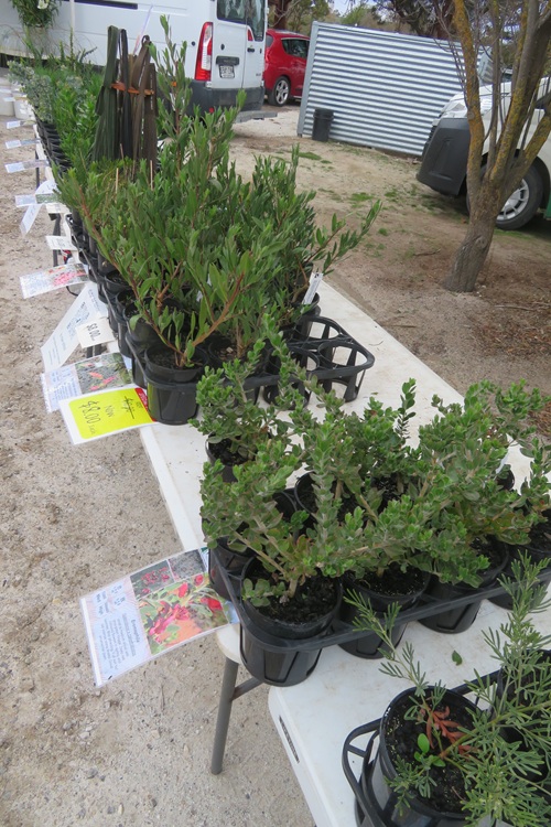 Barossa Farmers Market, South Australia
