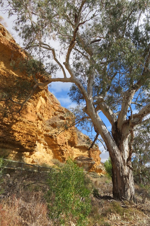 The Ngaut Ngaut Conservation Area on the Murray River, South Australia