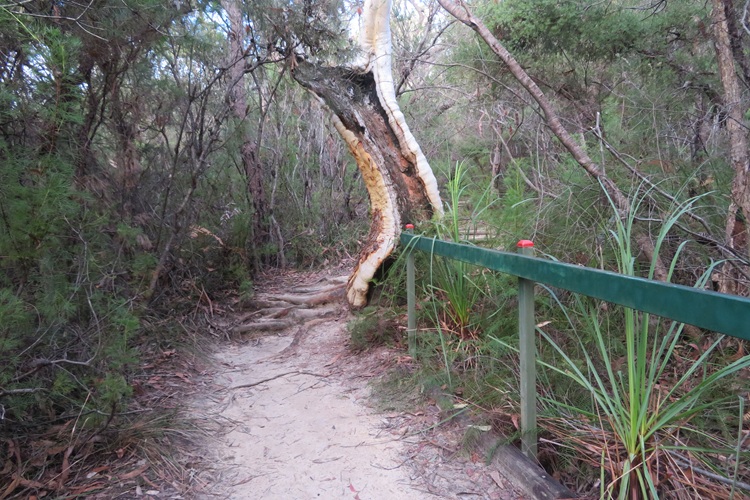 Great North Walk from Cowan to Brooklyn, East Coast Australia