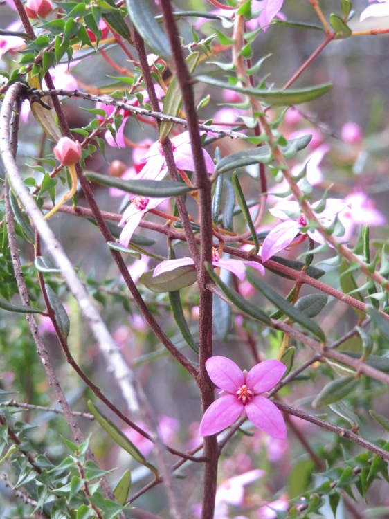 Great North Walk from Cowan to Brooklyn, East Coast Australia