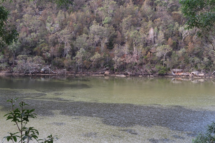 Great North Walk from Cowan to Brooklyn, East Coast Australia