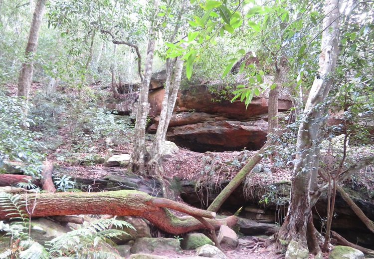 Great North Walk from Cowan to Brooklyn, East Coast Australia
