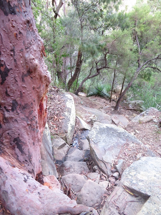 Great North Walk from Cowan to Brooklyn, East Coast Australia