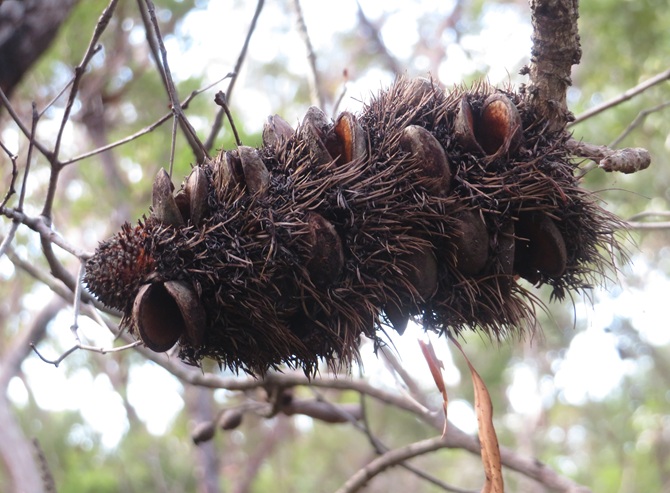 Great North Walk from Cowan to Brooklyn, East Coast Australia