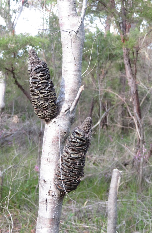 Great North Walk from Cowan to Brooklyn, East Coast Australia