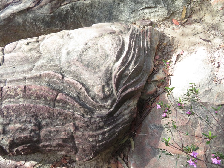 Great North Walk from Cowan to Brooklyn, East Coast Australia