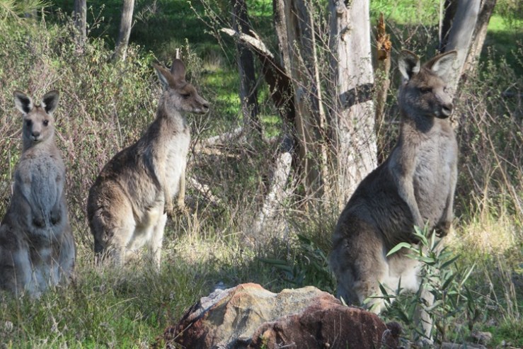 Views from the Belougery Fire Trail in the Warrumbungle National Park.