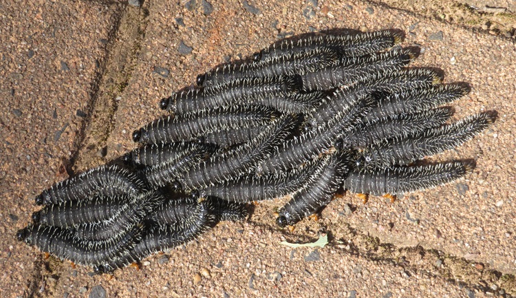 A few caterpillars on the trail. Warrumbungle National Park.
