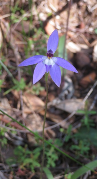Heading to Mt Exmouth in the Warrumbungle National Park, Western NSW