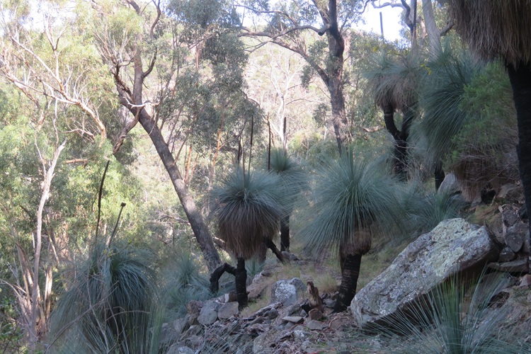 Heading to Mt Exmouth in the Warrumbungle National Park, Western NSW