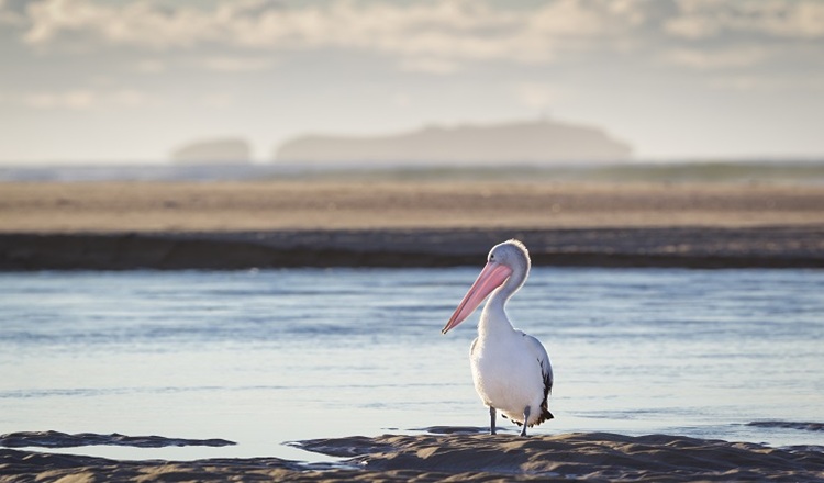 Solitary Island Coast Walk. Source: NPWS
