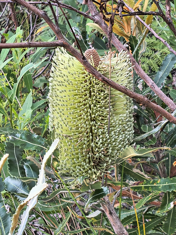 Native flora on the Tomaree Coastal Walk