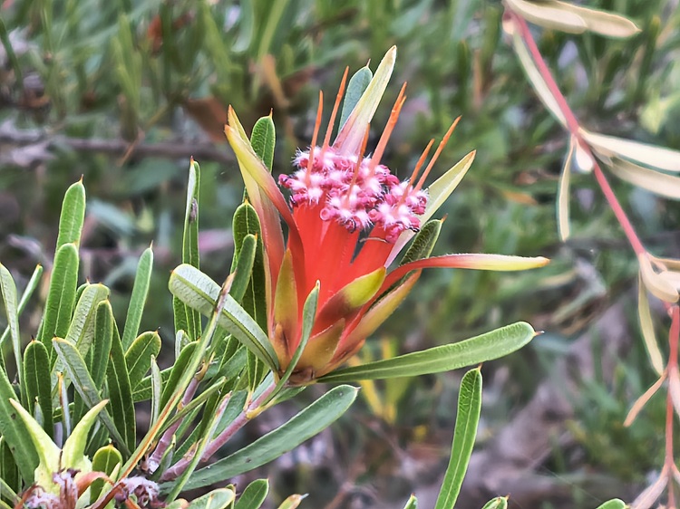 Native flora on the Tomaree Coastal Walk