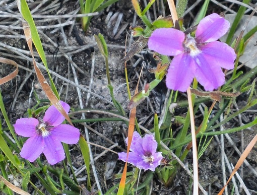 Native flora on the Tomaree Coastal Walk