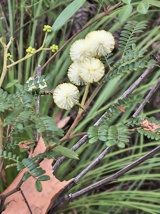 Native flora on the Tomaree Coastal Walk