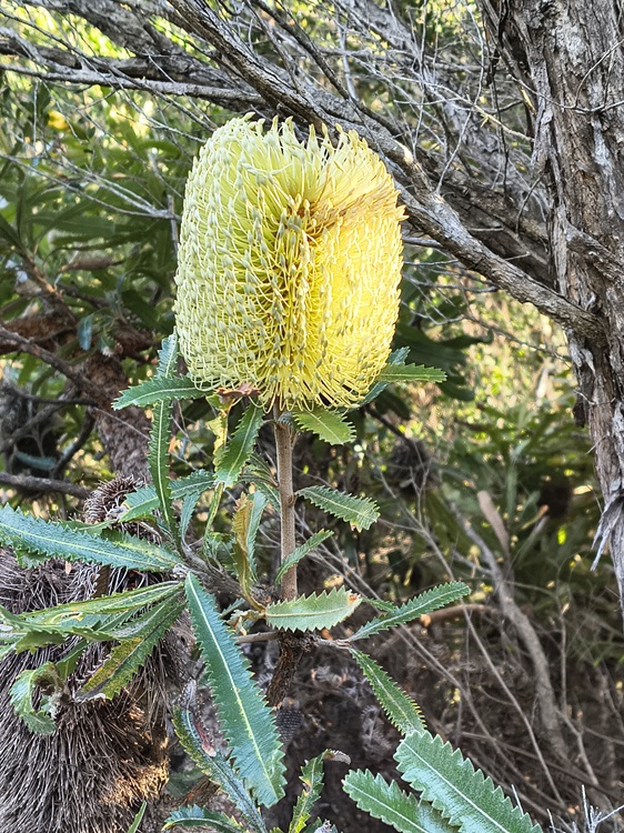 Trail views on the Tomaree Coastal Walk