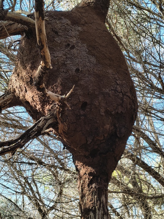 Trail views on the Tomaree Coastal Walk