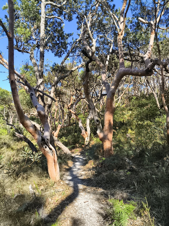 Trail views on the Tomaree Coastal Walk