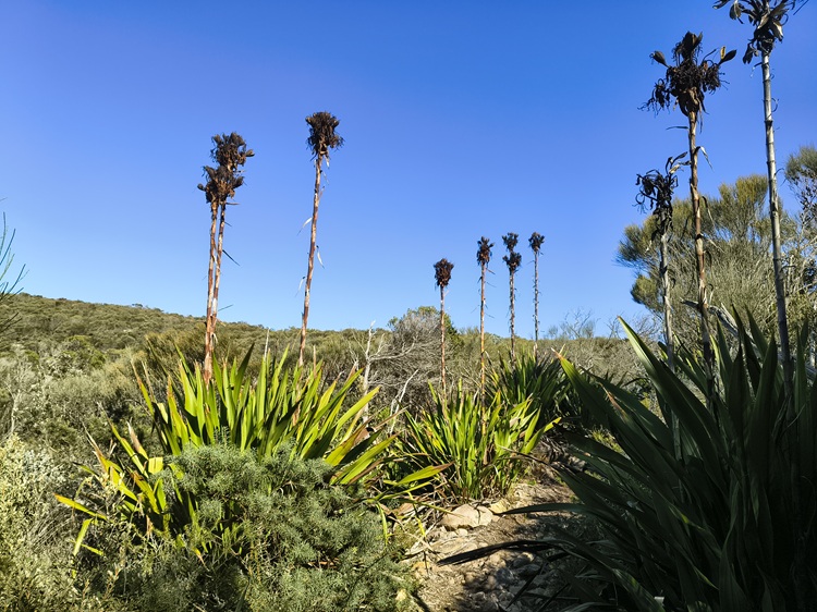 Trail views on the Tomaree Coastal Walk