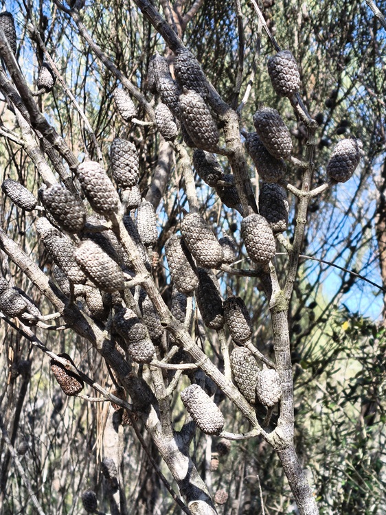 Trail views on the Tomaree Coastal Walk