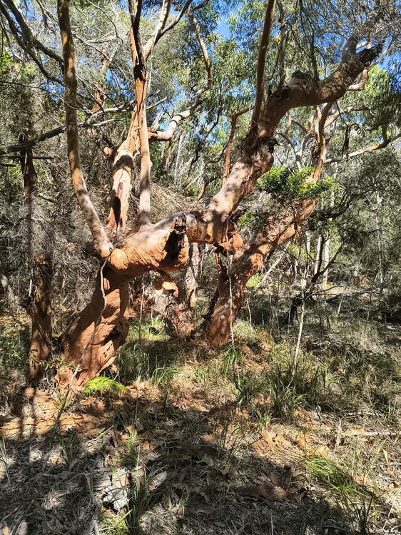 Trail views on the Tomaree Coastal Walk