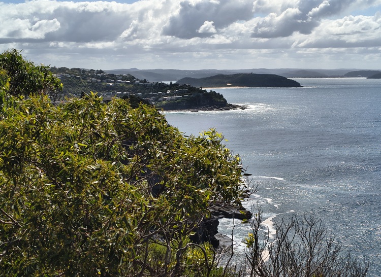 Whale Beach, Manly to Palm Beach Trail, Sydney NSW