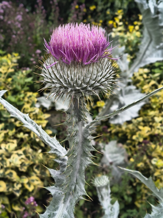 Princes Street Gardens, Edinburgh Scotland