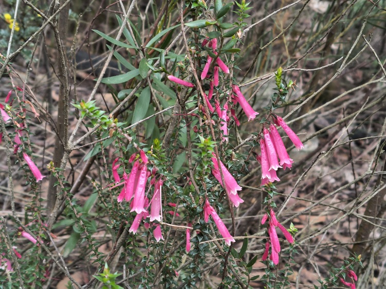 Gardens of Stone State Conservation Area - Lost City Walk, Lithgow NSW