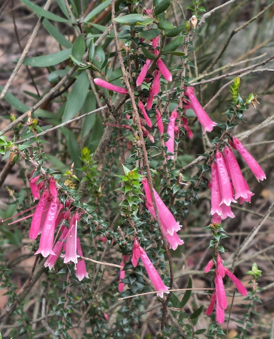 Gardens of Stone State Conservation Area - Lost City Walk, Lithgow NSW