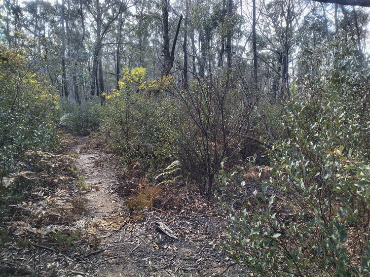 Broad Swamp Loop Trail, Gardens of Stone State Conservation Area - Lithgow NSW