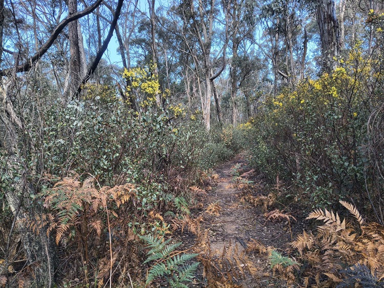 Broad Swamp Loop Trail, Gardens of Stone State Conservation Area - Lithgow NSW