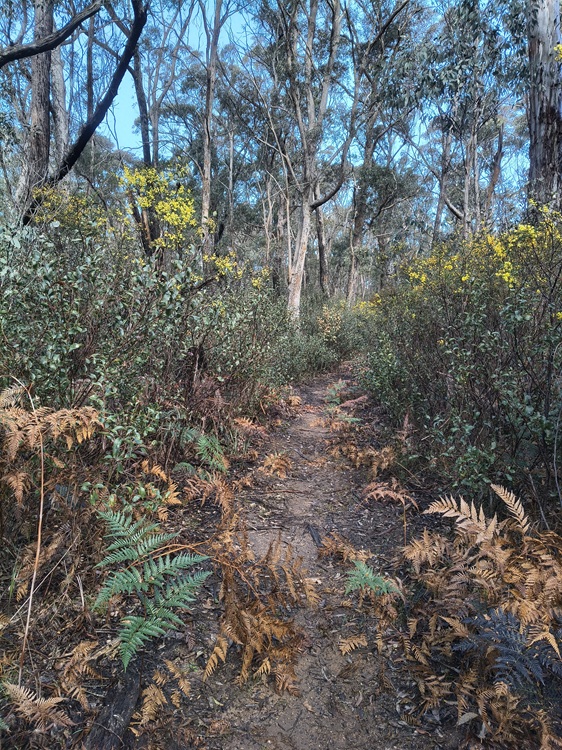 Broad Swamp Loop Trail, Gardens of Stone State Conservation Area - Lithgow NSW