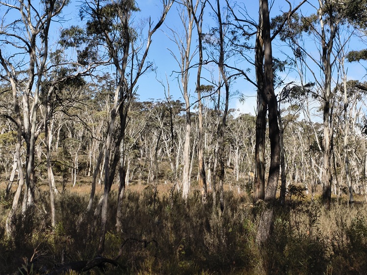 Broad Swamp Loop Trail, Gardens of Stone State Conservation Area - Lithgow NSW