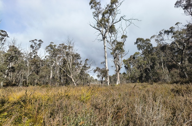 Broad Swamp Loop Trail, Gardens of Stone State Conservation Area - Lithgow NSW
