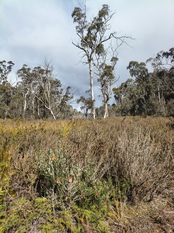 Broad Swamp Loop Trail, Gardens of Stone State Conservation Area - Lithgow NSW