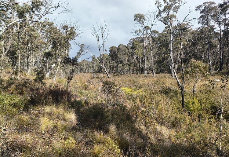 Broad Swamp Loop Trail, Gardens of Stone State Conservation Area - Lithgow NSW