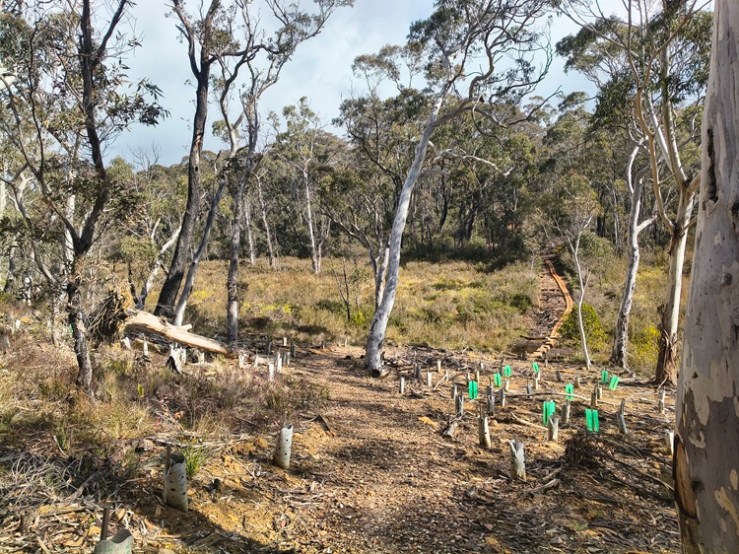Broad Swamp Loop Trail, Gardens of Stone State Conservation Area - Lithgow NSW