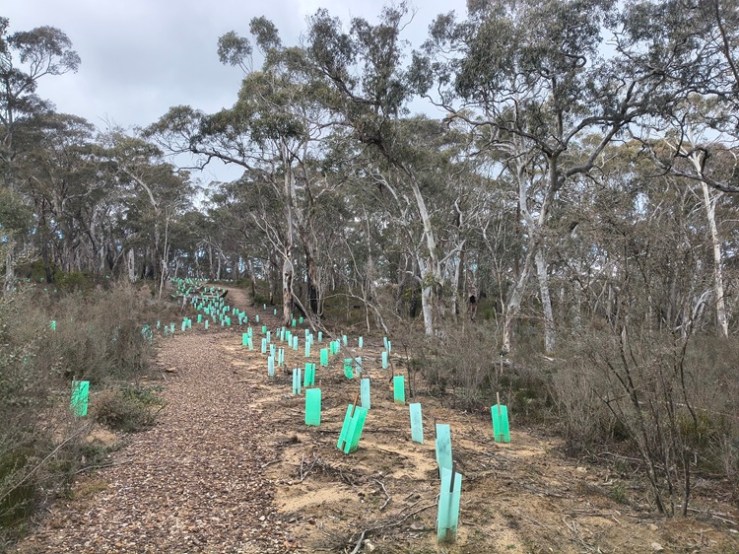 Broad Swamp Loop Trail, Gardens of Stone State Conservation Area - Lithgow NSW